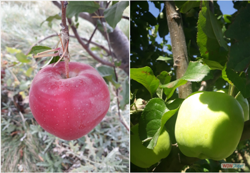 Because we choice only the best sorts of the fruits.